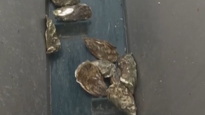 1.4亿年前牡蛎化石揭示远古气候图景